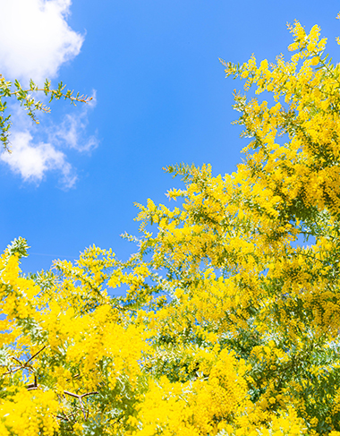 ミモザと青い空