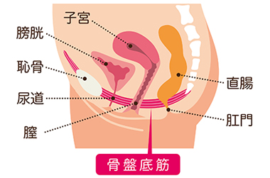 骨盤底筋のイラスト